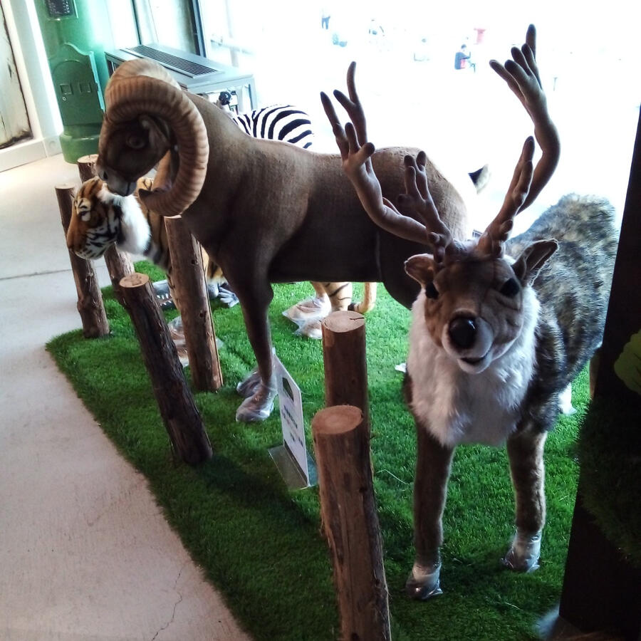 from right to left, taxidermy figures of a stag, a ram, and tiger respectively, not to scale, standing atop fake grass